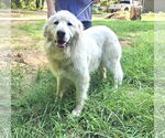 Small #1 Great Pyrenees