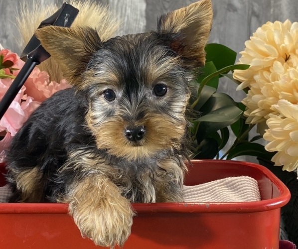 Medium Photo #1 Yorkshire Terrier Puppy For Sale in CANOGA, NY, USA