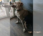 Small #1 Labrador Retriever Mix