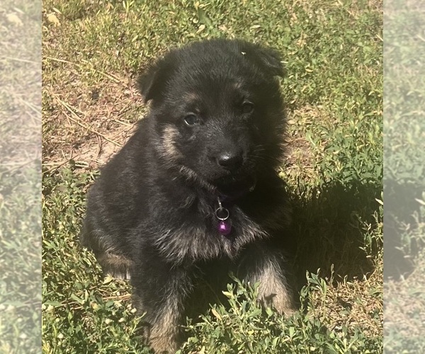 Medium Photo #8 German Shepherd Dog Puppy For Sale in FRUITLAND, WA, USA