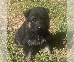 Medium German Shepherd Dog