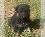 Puppy Purple female German Shepherd Dog