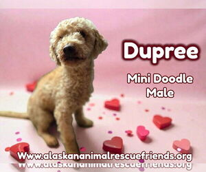 Labradoodle Dogs for adoption in Anchorage, AK, USA
