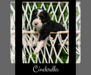Bernedoodle-Poodle (Standard) Mix Puppy for sale in MENIFEE, CA, USA