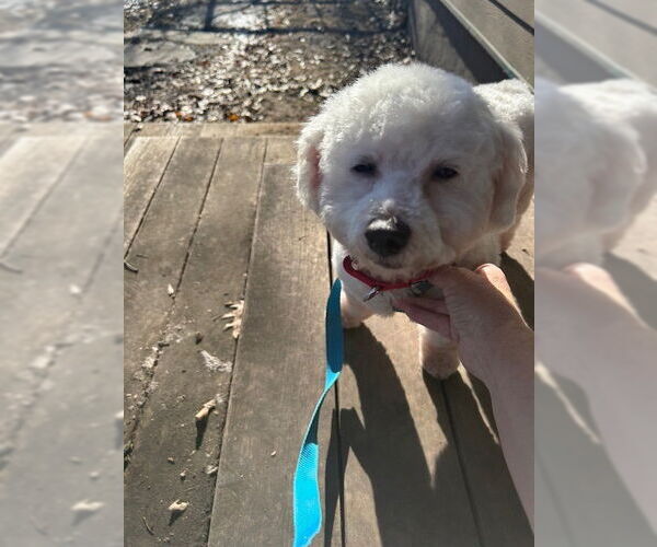 Medium Photo #2 Bichon Frise-Unknown Mix Puppy For Sale in Farmington, MN, USA