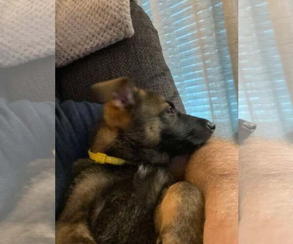 Medium Photo #7 German Shepherd Dog Puppy For Sale in Gretna, NE, USA