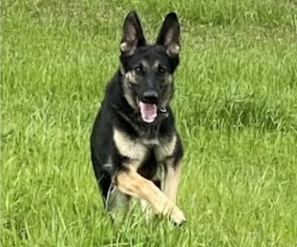 Medium Photo #1 German Shepherd Dog Puppy For Sale in SPEARSVILLE, LA, USA