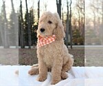 Small Photo #3 Goldendoodle Puppy For Sale in TIMBERLAKE, NC, USA