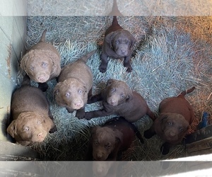 Chesapeake Bay Retriever Puppy for sale in SUNNYSIDE, WA, USA