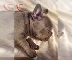 Small #6 French Bulldog