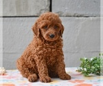 Small #2 Poodle (Miniature)