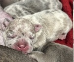 Puppy Oliver French Bulldog