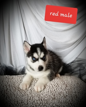 Medium Photo #1 Siberian Husky Puppy For Sale in EXCELLO, MO, USA