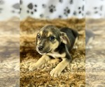 Small #2 Miniature Pinscher Mix