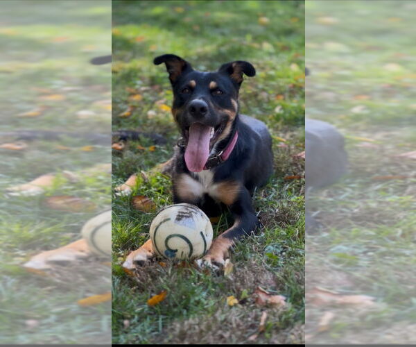 Medium Photo #8 Rottweiler-Unknown Mix Puppy For Sale in Brewster, NY, USA