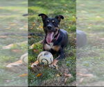 Small #7 Rottweiler Mix