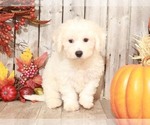 Small #2 Bichon Frise