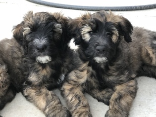 Whoodle Puppy for sale in CARLSBAD, CA, USA