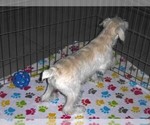 Small #6 Schnoodle (Miniature)