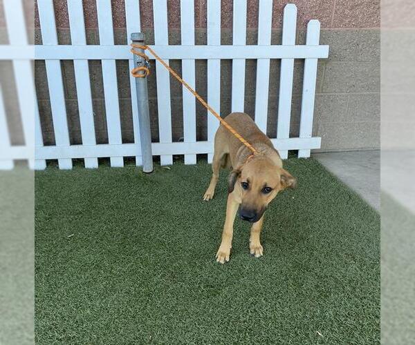 Medium Photo #1 German Shepherd Dog-Unknown Mix Puppy For Sale in Modesto, CA, USA