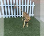 Small German Shepherd Dog Mix