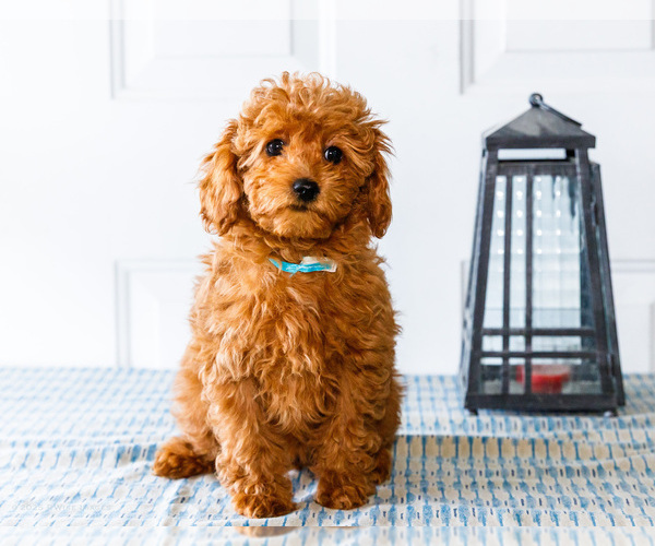Medium Photo #6 Poodle (Toy) Puppy For Sale in WAKARUSA, IN, USA