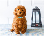 Small Photo #16 Poodle (Toy) Puppy For Sale in WAKARUSA, IN, USA