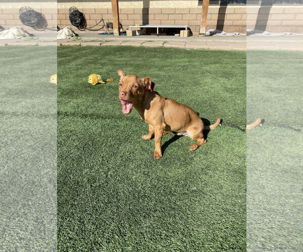 Medium Photo #5 Chihuahua-Unknown Mix Puppy For Sale in La Verne, CA, USA