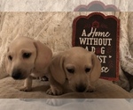 Small Photo #2 Dachshund Puppy For Sale in CHARLOTTESVILLE, VA, USA