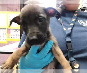 German Shepherd Dog-Unknown Mix Dogs for adoption in Tulsa, OK, USA