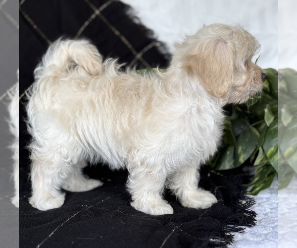 Medium Photo #8 Cav-A-Malt Puppy For Sale in ROCK STREAM, NY, USA