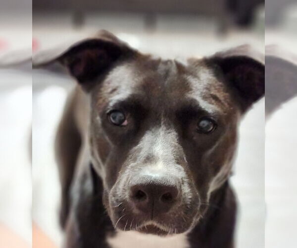 Medium Photo #21 American Staffordshire Terrier-Unknown Mix Puppy For Sale in Rosenberg, TX, USA