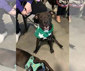 American Pit Bull Terrier-Unknown Mix Dogs for adoption in Minneapolis, MN, USA