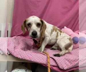Basset Hound-Unknown Mix Dogs for adoption in Modesto, CA, USA
