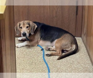 Ham - Male Bagle Hound Dog for Adoption - Photo #4