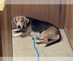 Small Photo #4 Bagle Hound Puppy For Sale in Brookville, OH, USA
