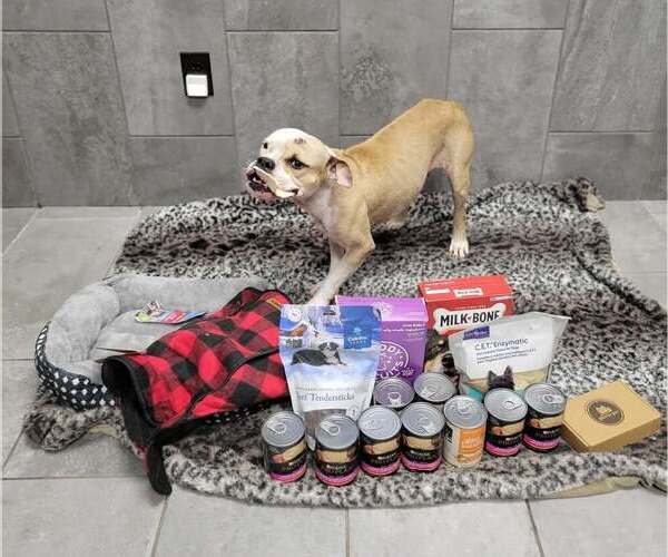 Medium Photo #2 Bulldog-Unknown Mix Puppy For Sale in New York, NY, USA