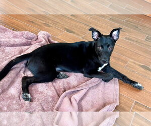Zuri - Female Border Collie-Jack Russell Terrier Mix Dog for Adoption - Photo #6
