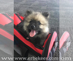 Small Photo #54 Keeshond Puppy For Sale in FAYETTEVILLE, TN, USA
