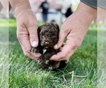 Puppy SOLD Bella Goldendoodle-Miniature Bernedoodle Mix