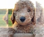 Small Photo #11 Goldendoodle Puppy For Sale in PENDLETON, SC, USA