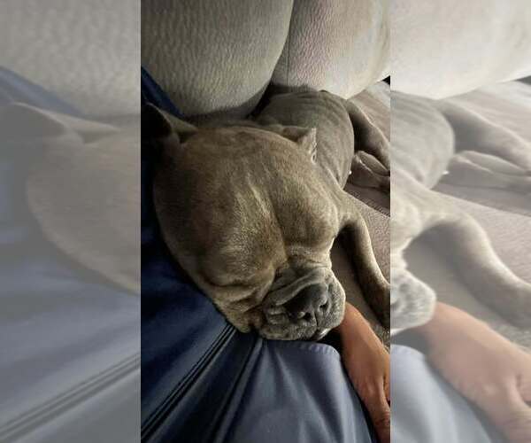 Medium Photo #3 American Staffordshire Terrier-Bulldog Mix Puppy For Sale in Lakewood, CO, USA