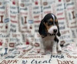 Small #6 Beagle