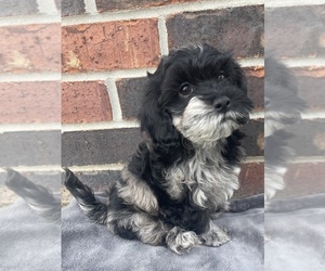 Cockapoo Puppy for sale in SPRINGFIELD, MO, USA