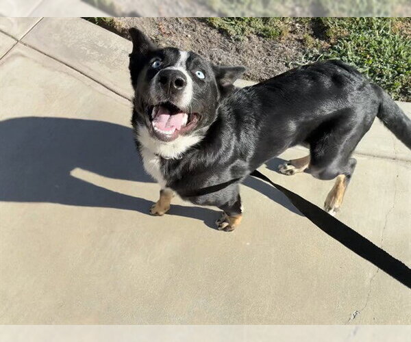 Medium Photo #1 Border Collie-Siberian Husky Mix Puppy For Sale in Rancho Cucamonga, CA, USA