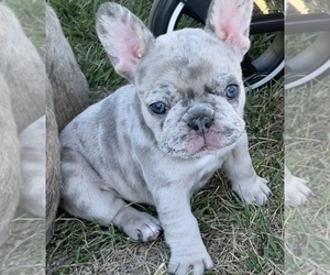 French Bulldog Puppy for Sale in REDLANDS, California USA