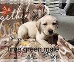 Image preview for Ad Listing. Nickname: Lime green coll