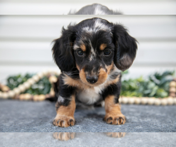 Medium Photo #3 Dachshund Puppy For Sale in ELIZABETHTOWN, PA, USA