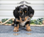 Small #2 Dachshund