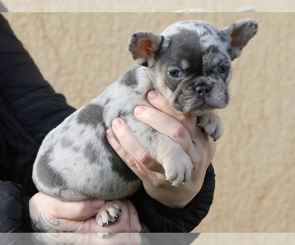 Medium Photo #4 French Bulldog Puppy For Sale in NEW YORK, NY, USA